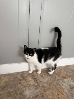Ebony -  Domestic Short Hair Cat for Adoption in Kalamazoo, Michigan - Ebony | PetCurious