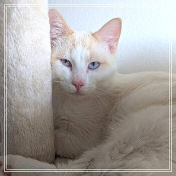 Domestic Short Hair Cats Available for Adoption - Jasper | PetCurious