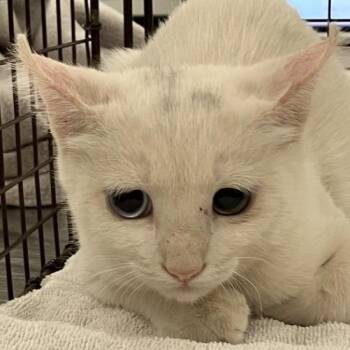 Bowie -  Domestic Short Hair Cat for Adoption in Las Cruces, New Mexico - Bowie | PetCurious