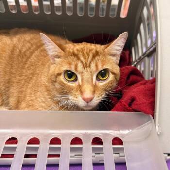 Domestic Short Hair Cats Available for Adoption in Indianapolis, Indiana - Indy | PetCurious