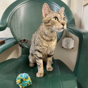 Finn -  Tabby Cat for Adoption in Humble, Texas - Finn | PetCurious