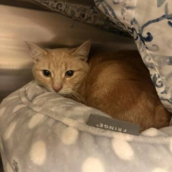 Apricot -  Domestic Short Hair Cat for Adoption in South Burlington, Vermont - Apricot | PetCurious
