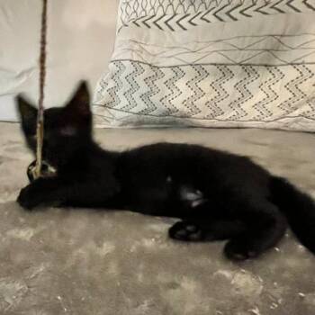 Midnight Obsidian -  Domestic Short Hair Cat for Adoption in Normal, Illinois - Midnight Obsidian | PetCurious