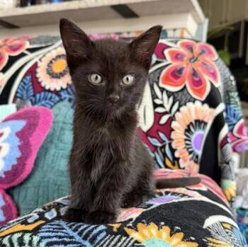 Onyx -  Domestic Short Hair Cat for Adoption in Wheaton, Illinois - Onyx | PetCurious