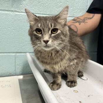 Penelope -  Domestic Medium Hair Cat for Adoption in Abilene, Texas - Penelope | PetCurious