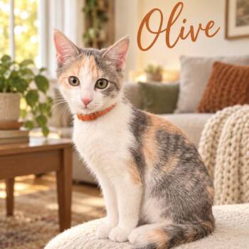 Olive (orange) -  Domestic Short Hair Cat for Adoption in Inman, South Carolina - Olive (orange) | PetCurious