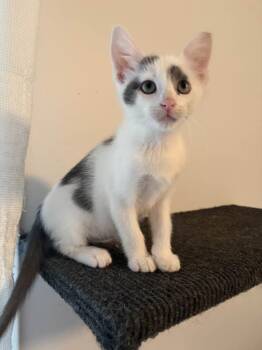 Christian -  Domestic Short Hair Cat for Adoption in Cleveland, Ohio - Christian | PetCurious