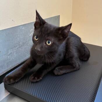 Odysseus -  Domestic Short Hair Cat for Adoption in Pasadena, California - Odysseus | PetCurious