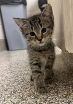 Debby -  Domestic Short Hair Cat for Adoption in Westland, Michigan - Debby | PetCurious