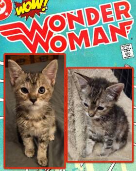 Wonder Woman -  Tabby Cat for Adoption in Pasco, Washington - Wonder Woman | PetCurious