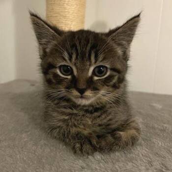 Sputnick -  Domestic Short Hair Cat for Adoption in Brimfield, Massachusetts - Sputnick | PetCurious