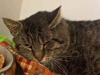 Rescue Domestic Short Hair Cats for Adoption in Neosho, Missouri - Cheeks | PetCurious