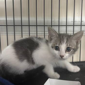 Domestic Short Hair Cats Available for Adoption in Lakeland, Florida - Pineapple | PetCurious