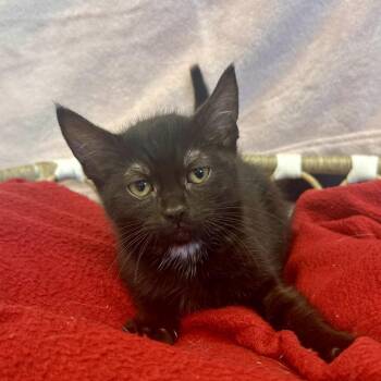 Bella -  Domestic Short Hair Cat for Adoption in Medford, Oregon - Bella | PetCurious