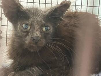 A2478984 -  Domestic Short Hair Cat for Adoption in Fort Lauderdale, Florida - A2478984 | PetCurious