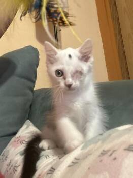 Mischief fka Clark Kent -  Domestic Long Hair and Domestic Short Hair Cat for Adoption in West Chester, Pennsylvania - Mischief Fka Clark Kent | PetCurious