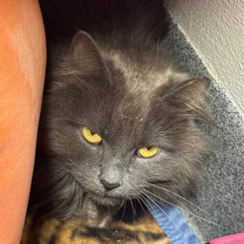 Ganesha -  Domestic Medium Hair Cat for Adoption in Fort Collins, Colorado - Ganesha | PetCurious