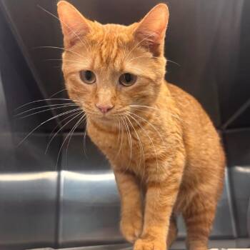Domestic Short Hair Cats Available for Adoption - Nigel | PetCurious