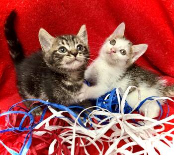 Free & Brave -  Domestic Short Hair and Domestic Medium Hair Cat for Adoption in Homestead, Florida - Free & Brave | PetCurious