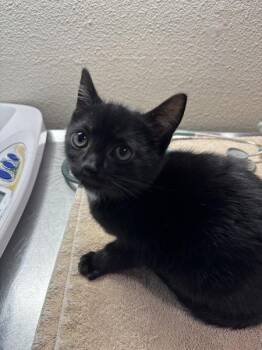 Baking Sheet -  Domestic Short Hair Cat for Adoption in Sherwood, Oregon - Baking Sheet | PetCurious