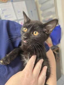 Lagoon -  Domestic Short Hair Cat for Adoption in Roseville, California - Lagoon | PetCurious
