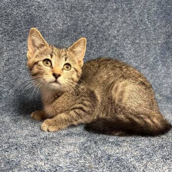Tilly -  Domestic Short Hair Cat for Adoption in Waterloo, Iowa - Tilly | PetCurious
