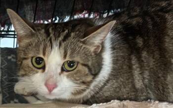 Domestic Short Hair Cats Available for Adoption - MILLIE | PetCurious