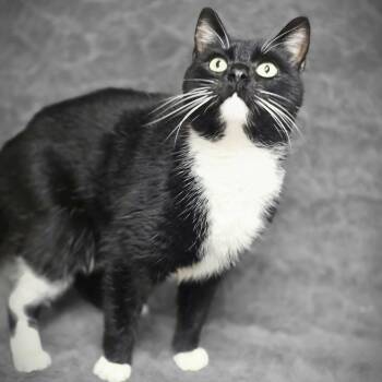 Domestic Short Hair Cats Available for Adoption - Martin | PetCurious
