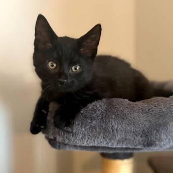 Denzel -  Domestic Short Hair Cat for Adoption in Carmel, Indiana - Denzel | PetCurious