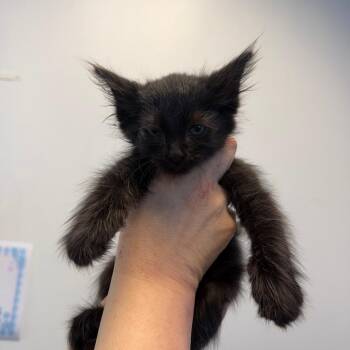 Winky Wendy 13 -  Domestic Short Hair Cat Available for Adoption in Austin, Texas - Winky Wendy 13 | PetCurious