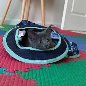 Macho -  Domestic Short Hair Cat for Adoption in Winston-salem, North Carolina - Macho | PetCurious