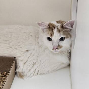 Domestic Short Hair Cats Available for Adoption - Loco | PetCurious