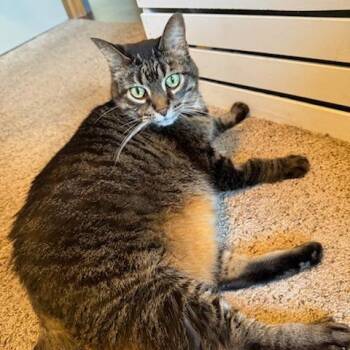 Presley--In Foster -  Domestic Short Hair Cat for Adoption in Fargo, North Dakota - Presley--In Foster | PetCurious