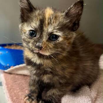 Domestic Short Hair Cats Available for Adoption in Silver Spring, Maryland - Poppy II (Available 5/23) | PetCurious