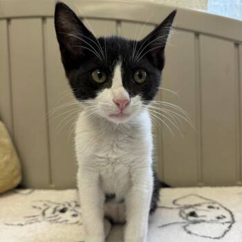 Dominque -  Domestic Short Hair Cat for Adoption in Hawthorne, California - Dominque | PetCurious