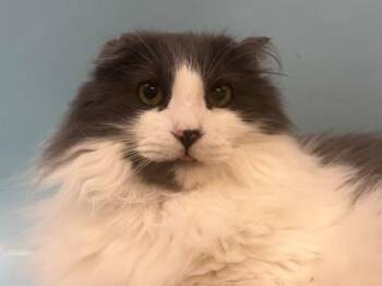 Mister Fluffy -  Domestic Long Hair and Domestic Short Hair Cat for Adoption in Golden Valley, Minnesota - Mister Fluffy | PetCurious