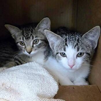 Rescue Tabby Cats for Adoption in Millcreek, Utah - Gina And Gigi | PetCurious