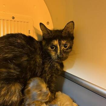 Pride -  Domestic Short Hair Cat for Adoption in Chattanooga, Tennessee - Pride | PetCurious