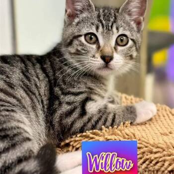 Rescue Domestic Short Hair Cats for Adoption in Fairfax, Virginia - Willow | PetCurious