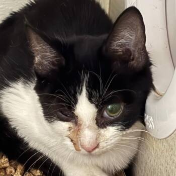 chopper -  Domestic Short Hair Cat for Adoption in Yuma, Arizona - Chopper | PetCurious