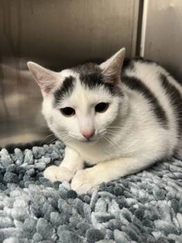 Rescue Domestic Short Hair Cats for Adoption in Norfolk, Virginia - Boon | PetCurious