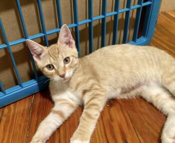 Frosted Fox -  Domestic Short Hair Cat for Adoption in Philadelphia, Pennsylvania - Frosted Fox | PetCurious