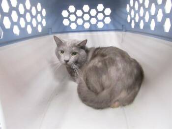 Rescue Domestic Short Hair Cats for Adoption in St. Peters, Missouri - VETO | PetCurious