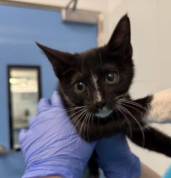 Oaky -  Domestic Short Hair Cat for Adoption - Oaky | PetCurious