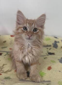 Haystack -  Domestic Medium Hair Cat for Adoption in Mcpherson, Kansas - Haystack | PetCurious