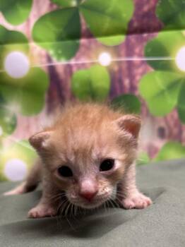 Domestic Short Hair Cats Available for Adoption in San Antonio, Texas - Mahogany | PetCurious