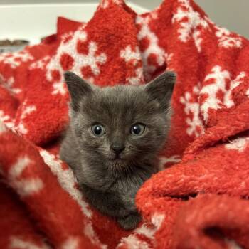 Hendrix -  Domestic Short Hair Cat for Adoption in West Olive, Michigan - Hendrix | PetCurious