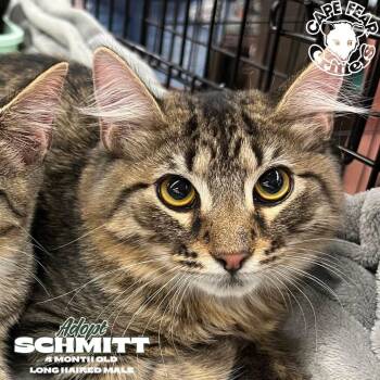 Schmitt -  Domestic Long Hair Cat for Adoption in Wilmington, North Carolina - Schmitt | PetCurious