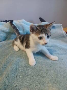Domestic Short Hair and Tabby Cats Available for Adoption in New York, New York - Caeser *foster Needed* | PetCurious