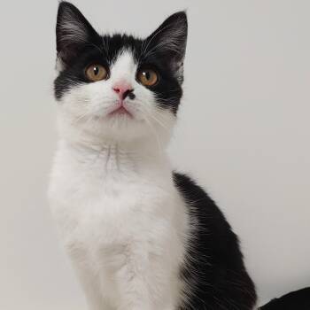 Rescue Domestic Short Hair Cats for Adoption in Belmont, New York - Monkey | PetCurious